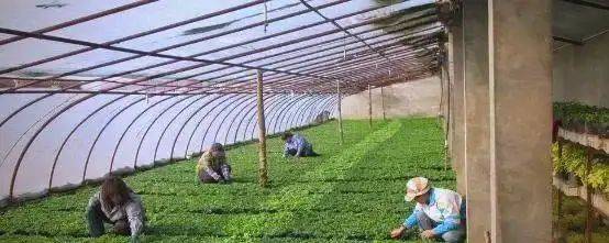 Technology for vegetable growing in winter