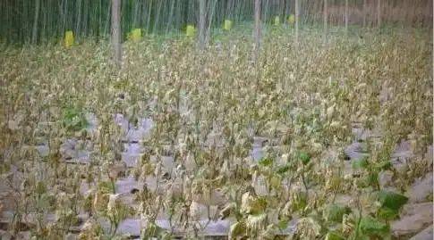 Technology for vegetable growing in winter