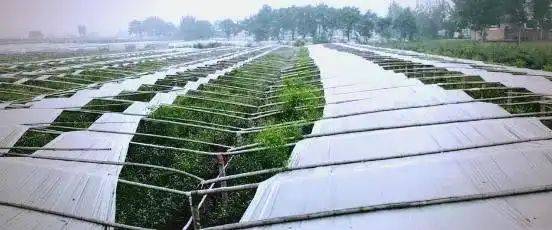 Technology for vegetable growing in winter
