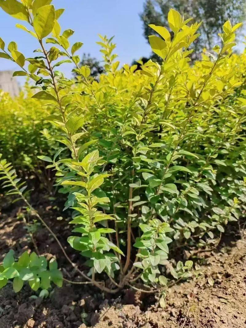 Technology for white wax seed cultivation