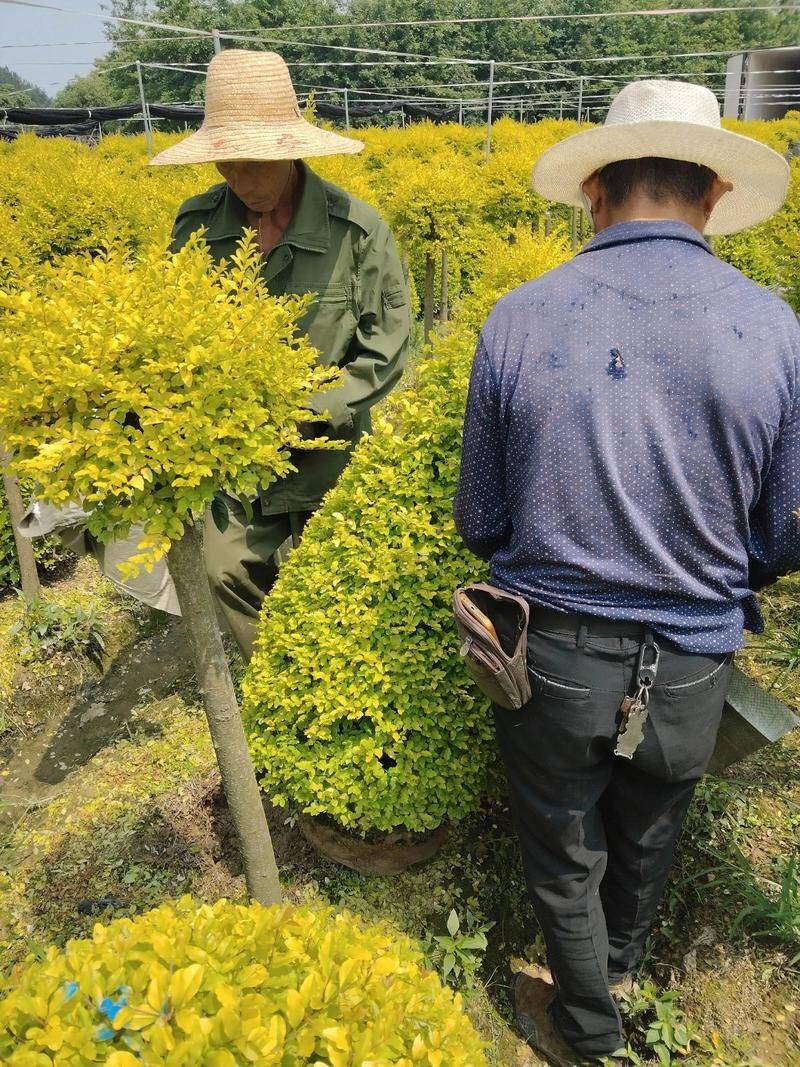 Technology for white wax seed cultivation