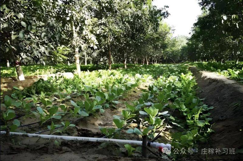 Video of mushroom growing techniques