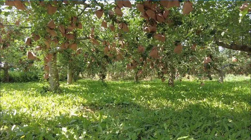 Video of mushroom growing techniques