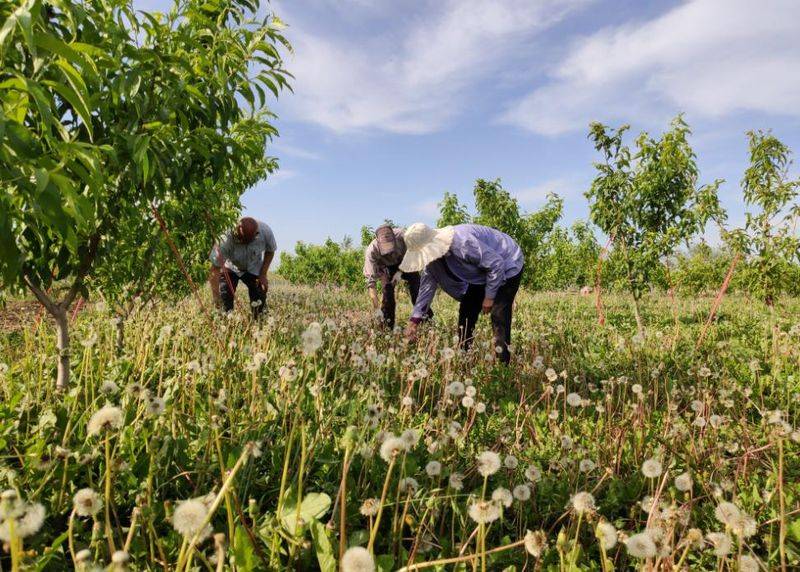 Video of mushroom growing techniques