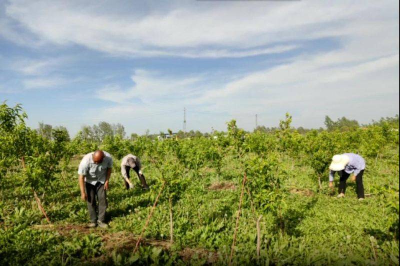 Video of mushroom growing techniques