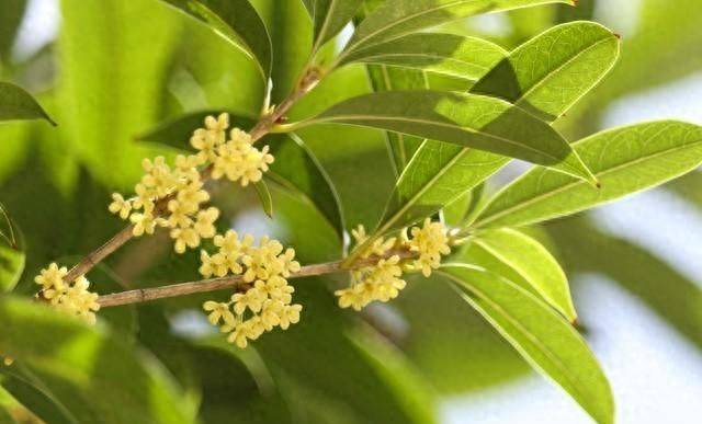 Quincy tree planting technique