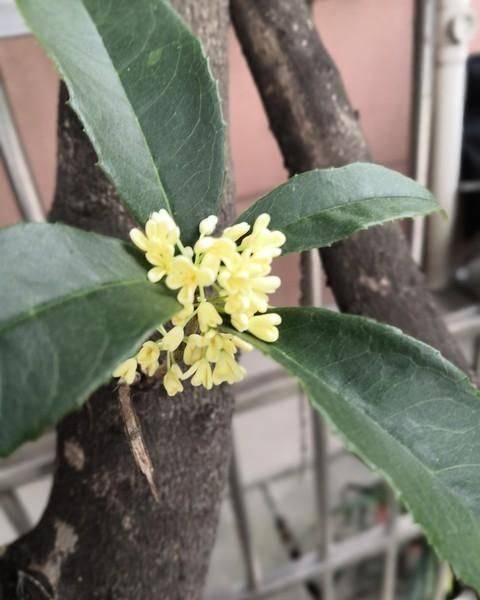 Quincy tree planting technique