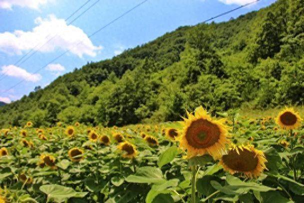 Methods of planting sunflower