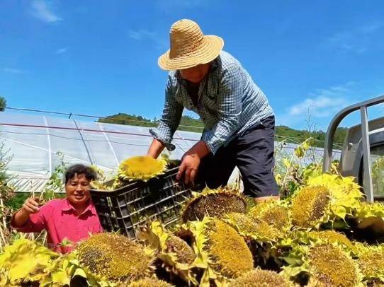 Methods of planting sunflower