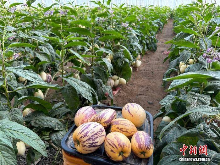 The method of cultivation of human cucumbers