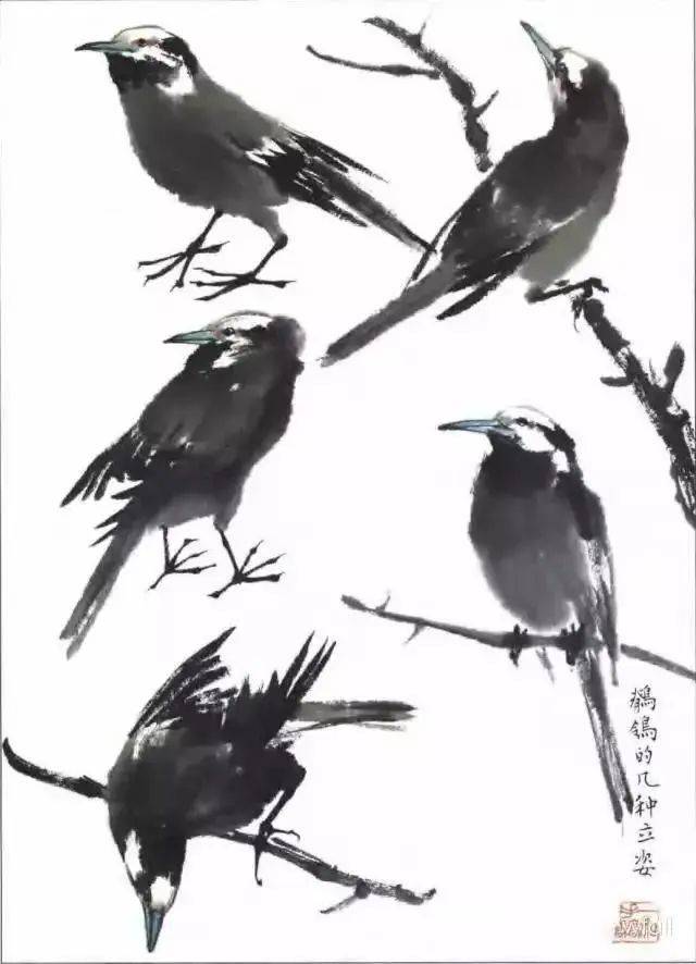 国画麻雀的画法步骤