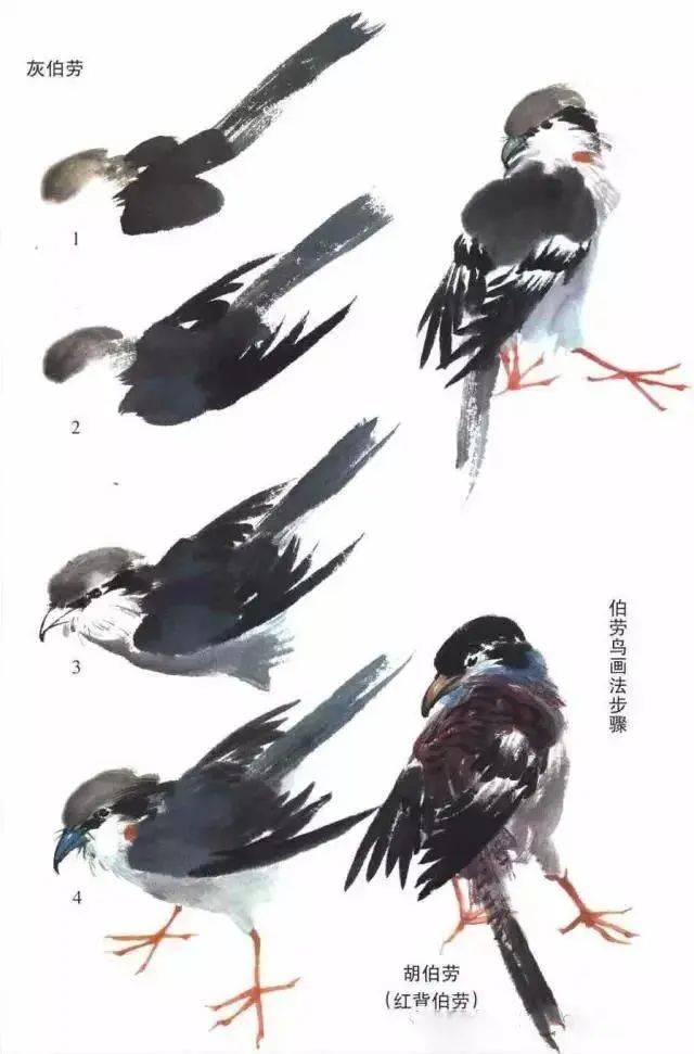 国画麻雀的画法步骤