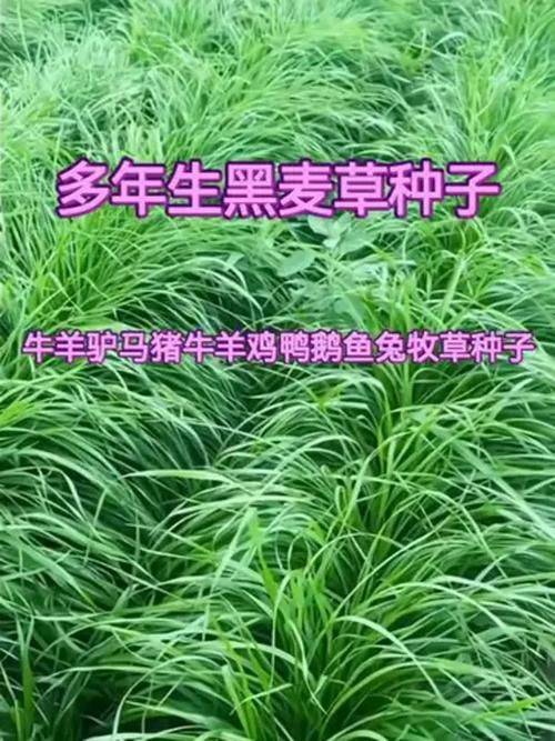 Technology for ryegrass cultivation