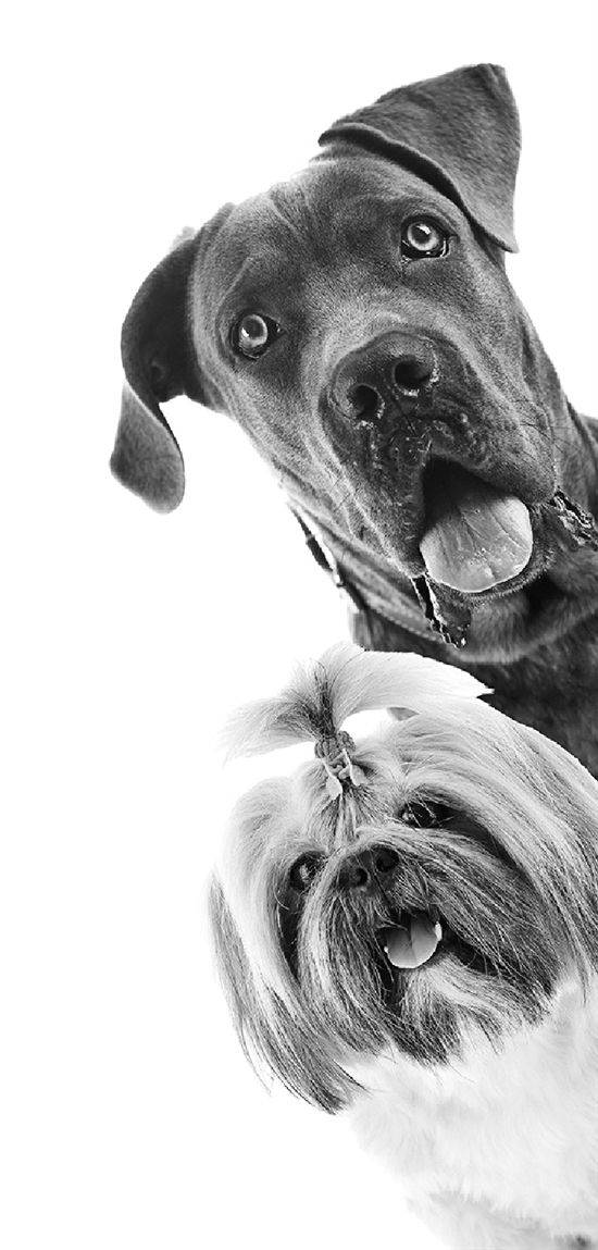 杭州虹泰宠物医院费用