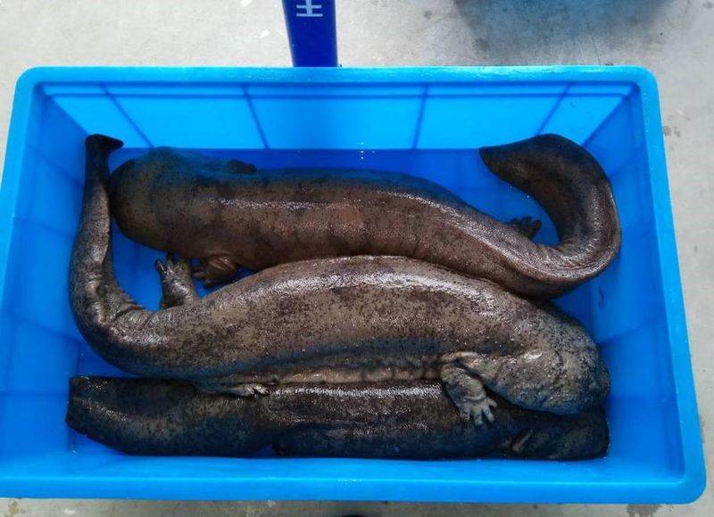 娃娃鱼的市场单价