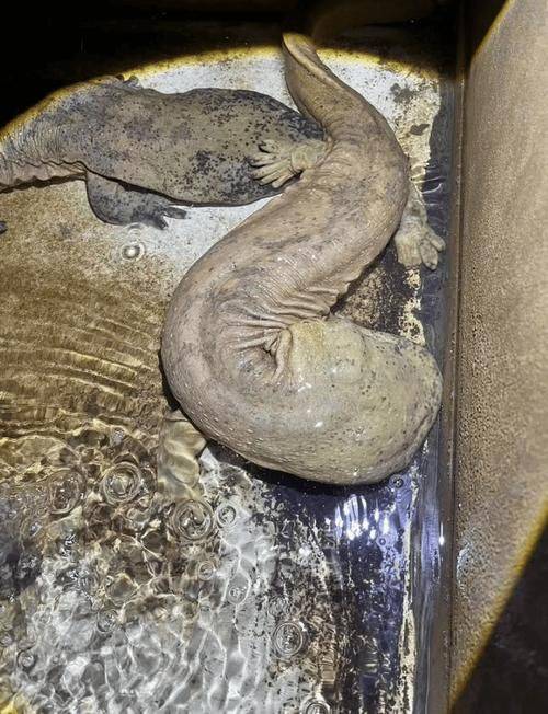 娃娃鱼的市场单价