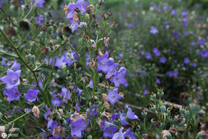 中药材桔梗种植技术
