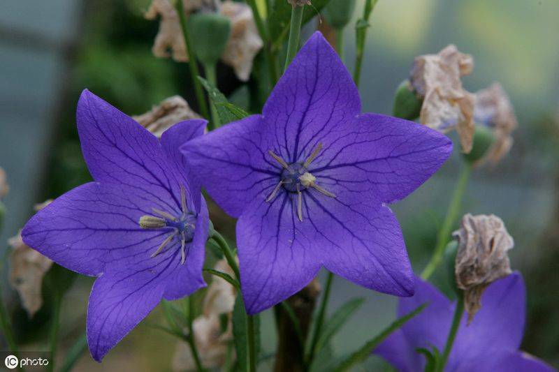 中药材桔梗种植技术