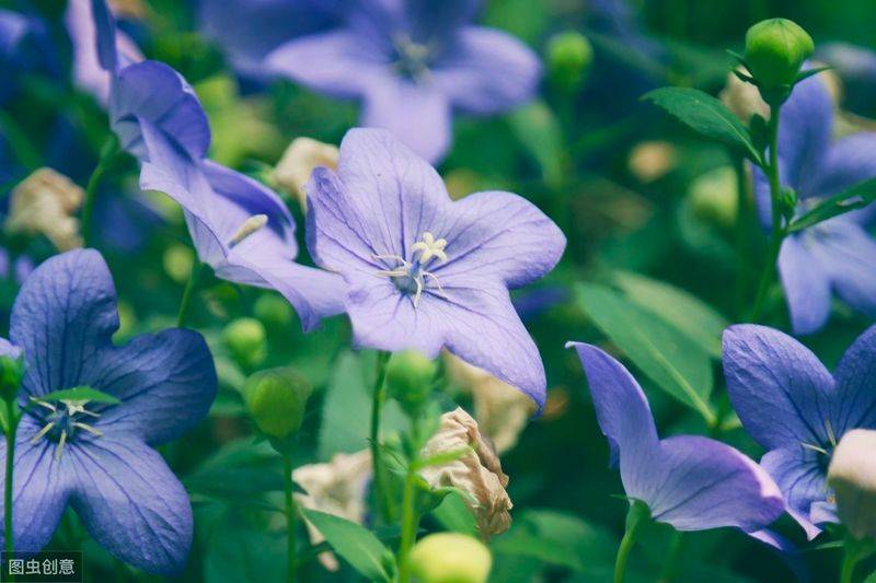 中药材桔梗种植技术