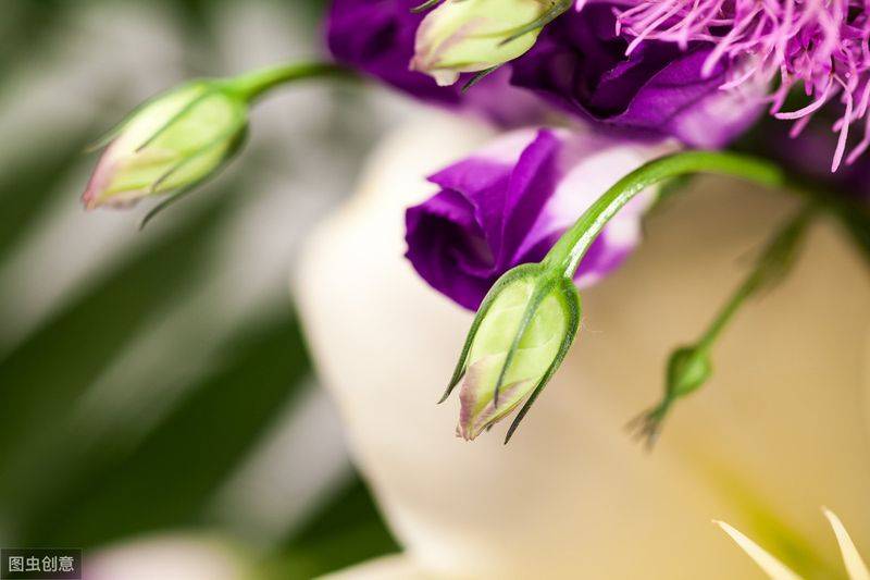 中药材桔梗种植技术