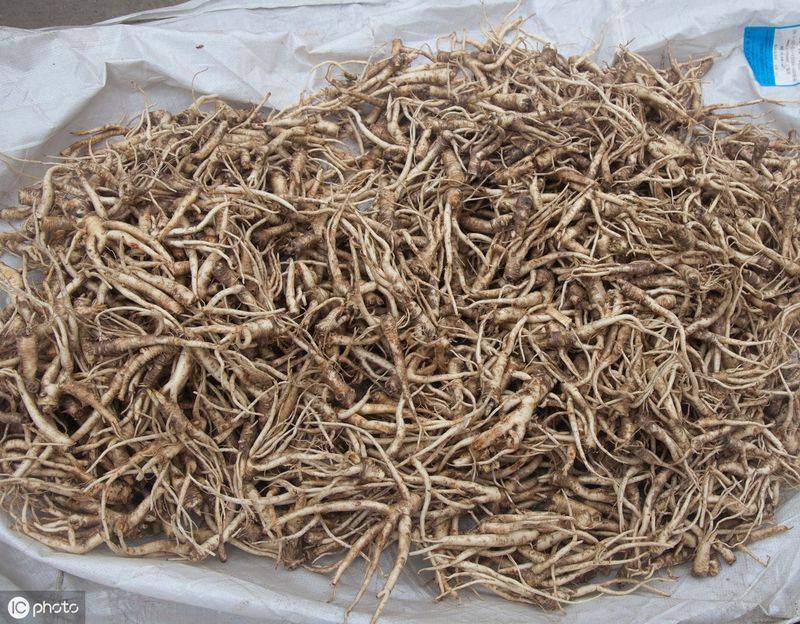 中药材桔梗种植技术