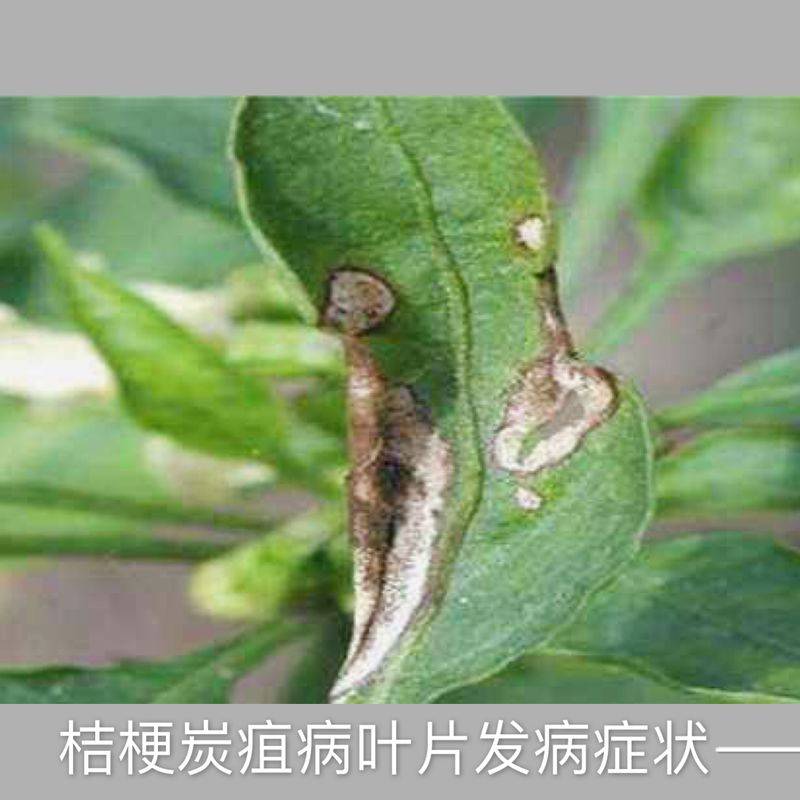 中药材桔梗种植技术