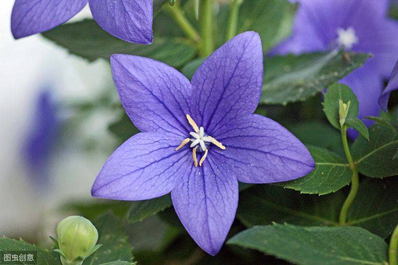 中药材桔梗种植技术