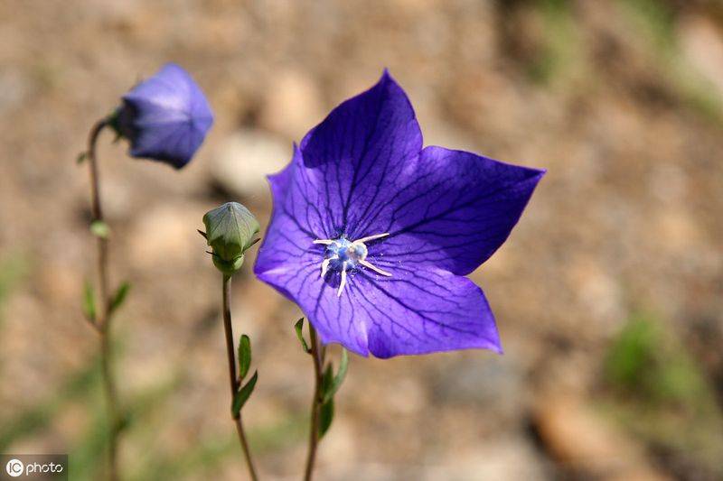 中药材桔梗种植技术