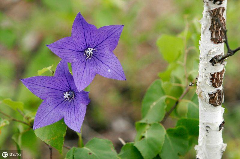 中药材桔梗种植技术