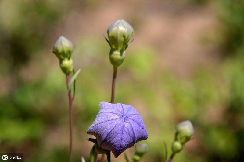 中药材桔梗种植技术