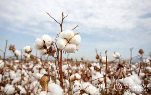 Indian cotton characteristics
