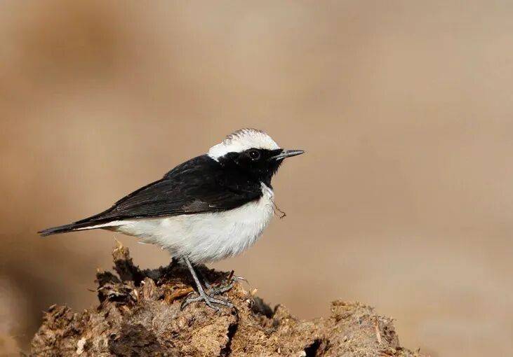 国画麻雀的画法步骤