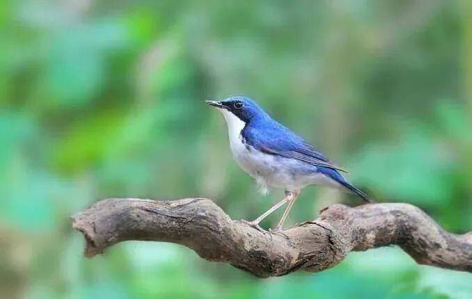 国画麻雀的画法步骤