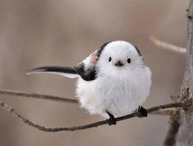 国画麻雀的画法步骤