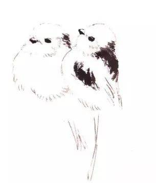 国画麻雀的画法步骤