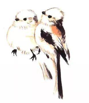 国画麻雀的画法步骤