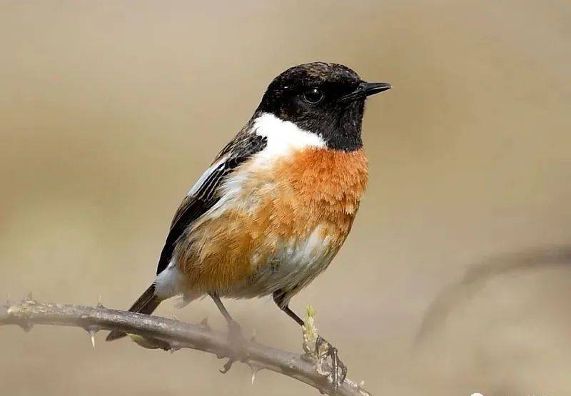 国画麻雀的画法步骤