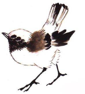 国画麻雀的画法步骤