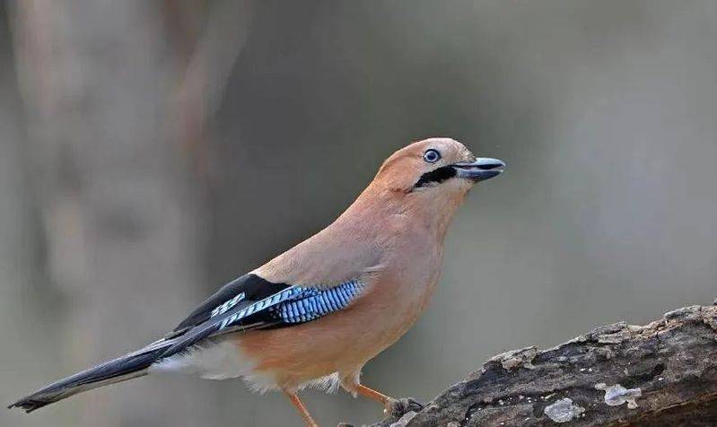 国画麻雀的画法步骤