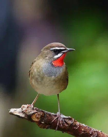 国画麻雀的画法步骤