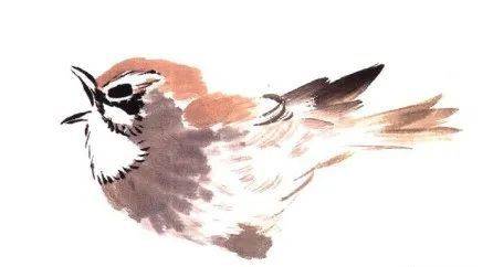 国画麻雀的画法步骤