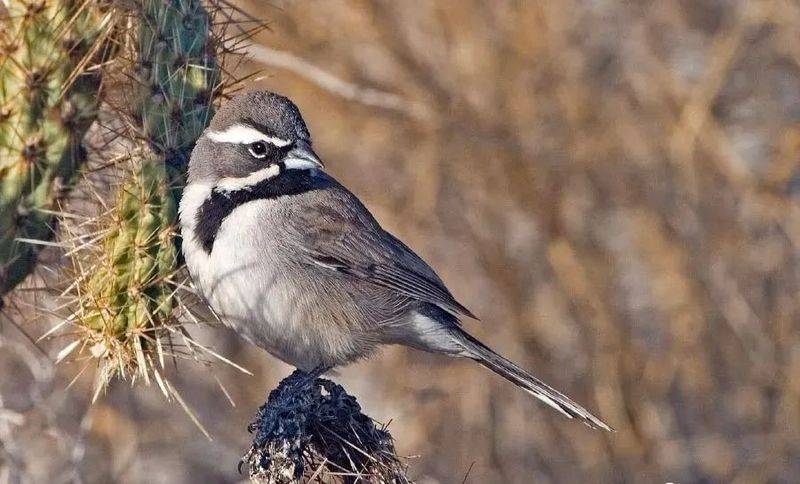 国画麻雀的画法步骤