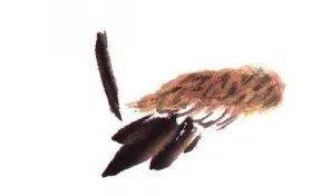 国画麻雀的画法步骤