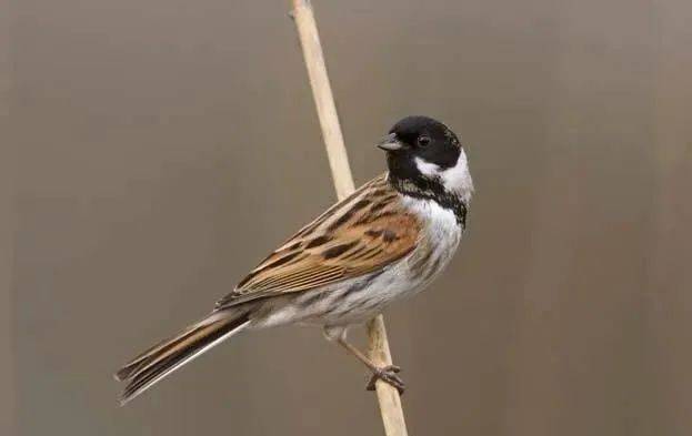 国画麻雀的画法步骤