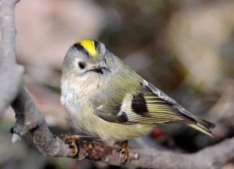 国画麻雀的画法步骤