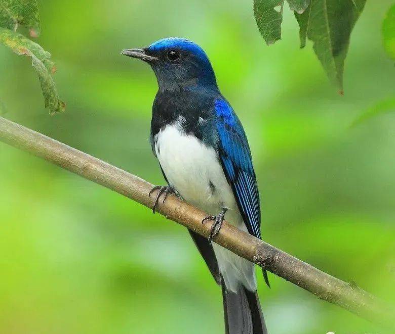 国画麻雀的画法步骤