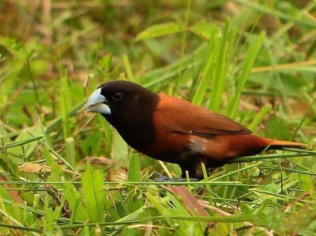 国画麻雀的画法步骤