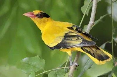 国画麻雀的画法步骤