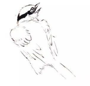 国画麻雀的画法步骤