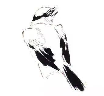 国画麻雀的画法步骤